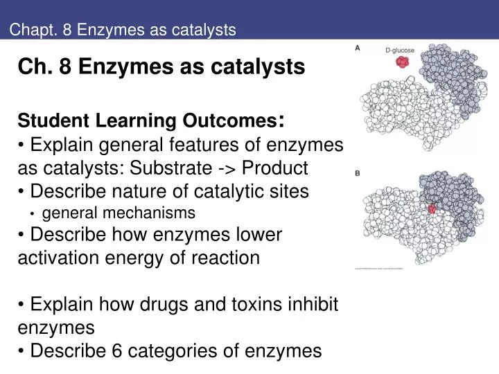 chapt 8 enzymes as catalysts
