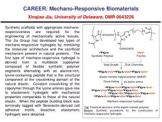 CAREER: Mechano-Responsive Biomaterials Xinqiao Jia, University of Delaware , DMR 0643226