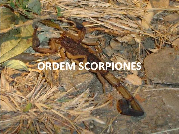 ordem scorpiones