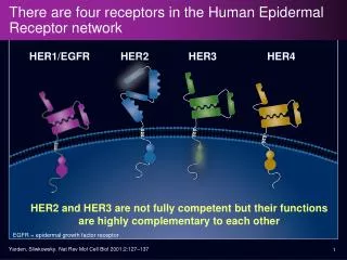 There are four receptors in the Human Epidermal Receptor network