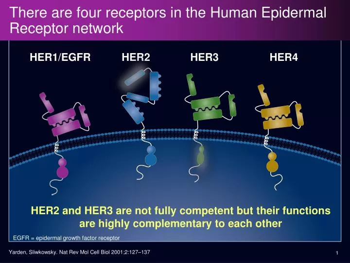 there are four receptors in the human epidermal receptor network