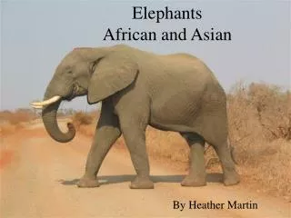 Elephants African and Asian