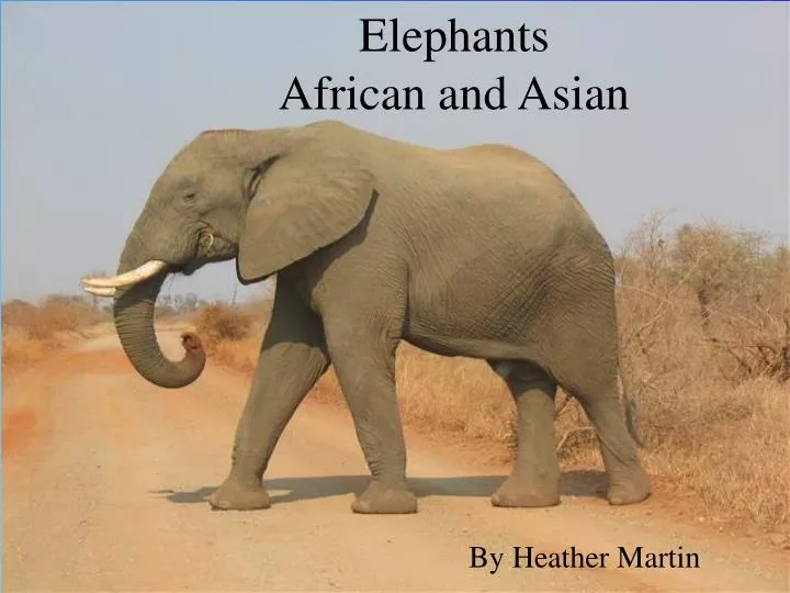 elephants african and asian