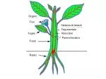 Organi - slide 1