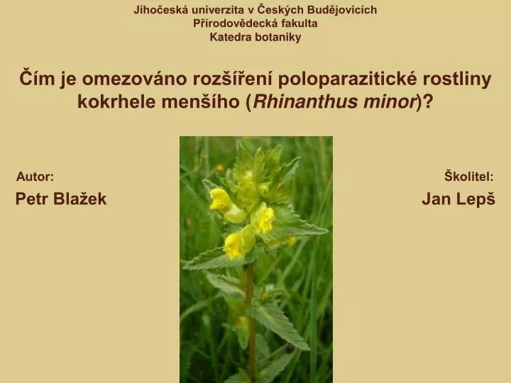 m je omezov no roz en poloparazitick rostliny kokrhele men ho rhinanthus minor