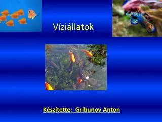 v zi llatok