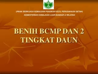 benih bcmp dan 2 tingkat daun