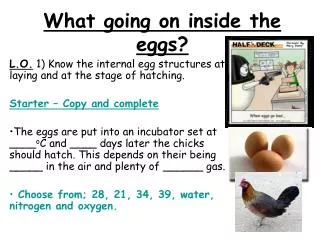 What going on inside the eggs?