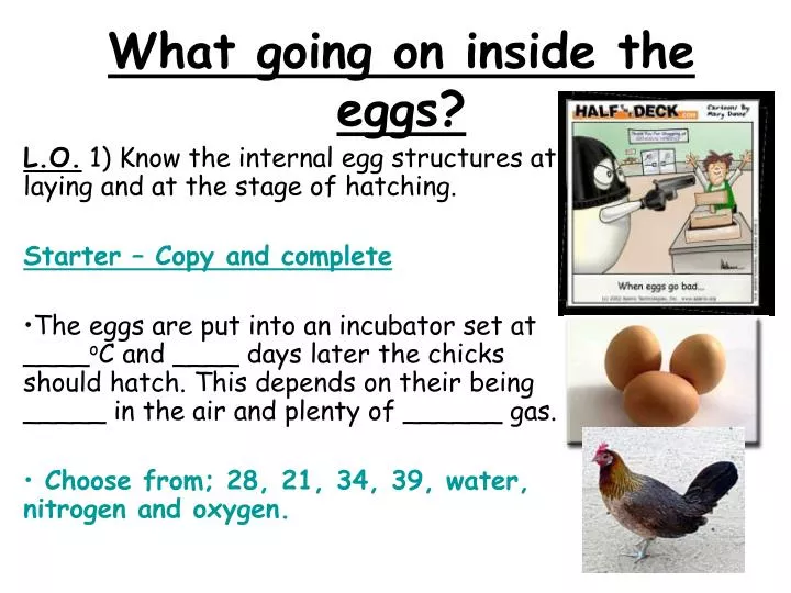 what going on inside the eggs