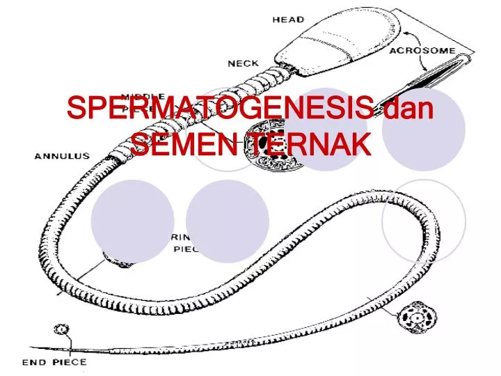 spermatogenesis dan semen ternak