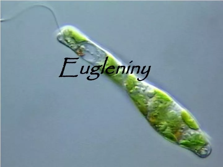 eugleniny