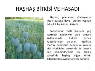 ha ha b tk s ve hasadi