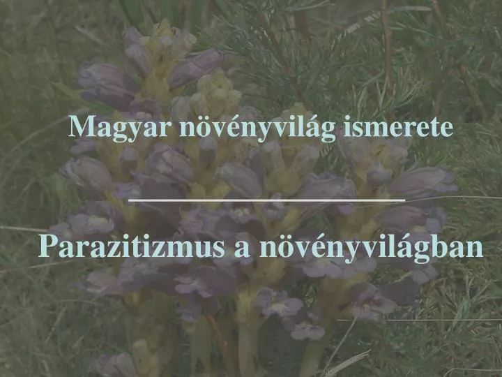 magyar n v nyvil g ismerete parazitizmus a n v nyvil gban