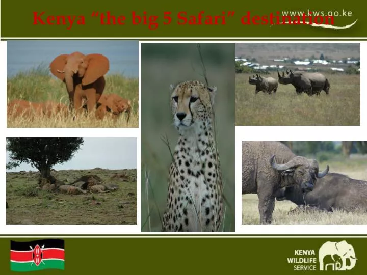 kenya the big 5 safari destination