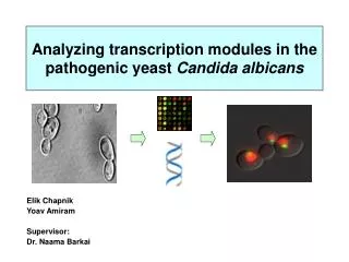 Analyzing transcription modules in the pathogenic yeast Candida albicans