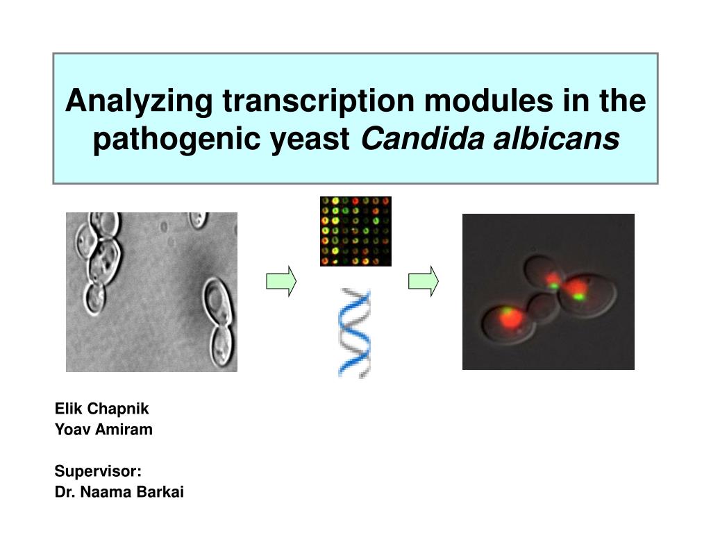 PPT - Analyzing transcription modules in the pathogenic yeast Candida ...