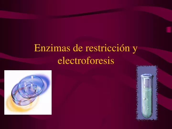 enzimas de restricci n y electroforesis