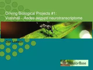 Driving Biological Projects #1: Vosshall - Aedes aegypti neurotranscriptome