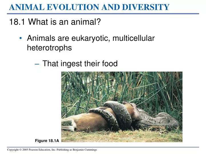 animal evolution and diversity