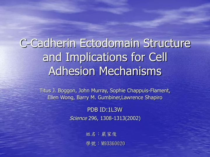 c cadherin ectodomain structure and implications for cell adhesion mechanisms