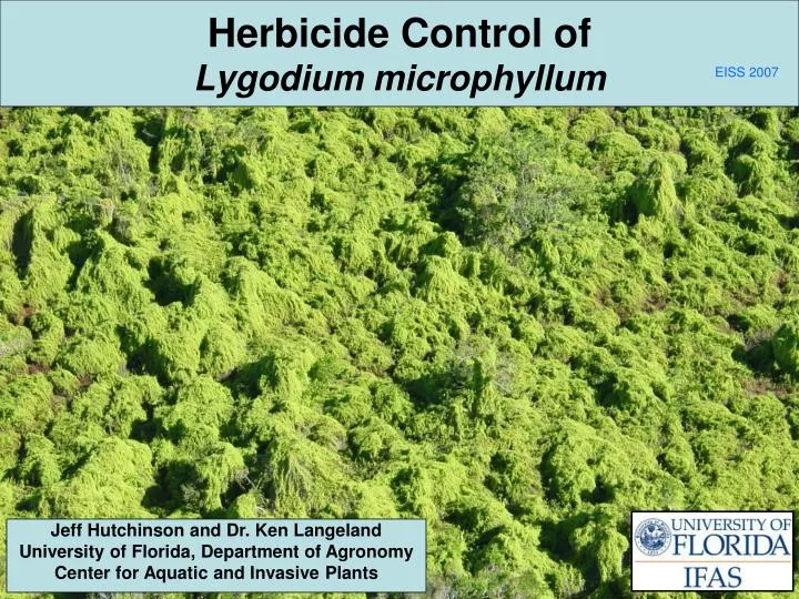 herbicide control of lygodium microphyllum