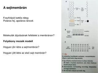 A sejtmembrán Foszfolipid kettős réteg Poláros fej, apoláros láncok