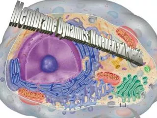 Membrane Dynamics: Movement and Potential