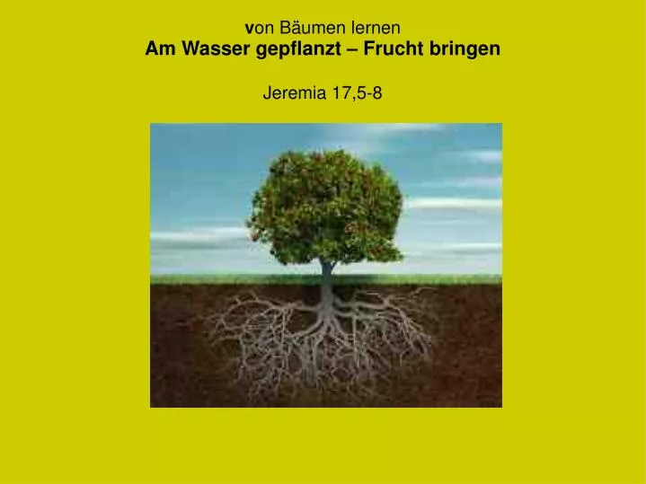 v on b umen lernen am wasser gepflanzt frucht bringen jeremia 17 5 8