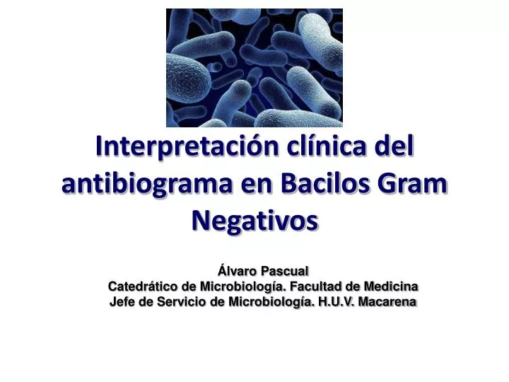 interpretaci n cl nica del antibiograma en bacilos gram negativos