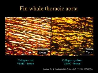 Fin whale thoracic aorta