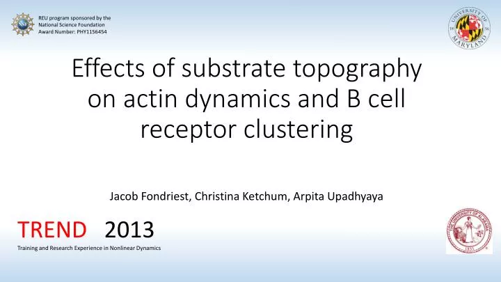 effects of substrate topography on actin dynamics and b c ell receptor clustering