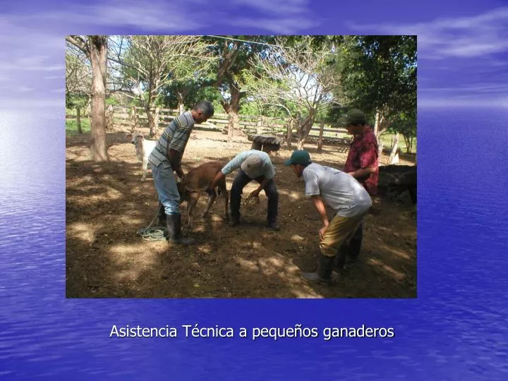 asistencia t cnica a peque os ganaderos