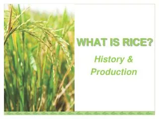 WHAT IS RICE?