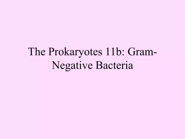 the prokaryotes 11b gram negative bacteria