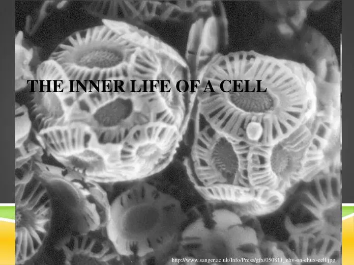 the inner life of a cell