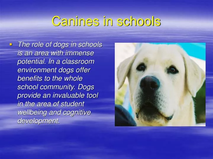 canines in schools