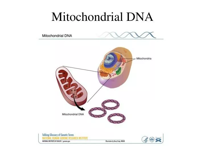 mitochondrial dna