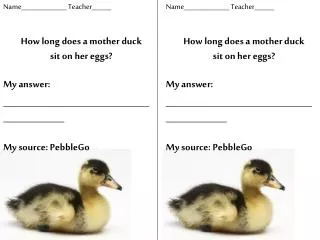 How long does a mother duck sit on her eggs?