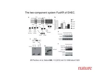 AR Pacheco et al. Nature 000 , 1 - 5 (2012) doi:10.1038/nature11623