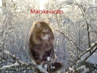 macskavar zs