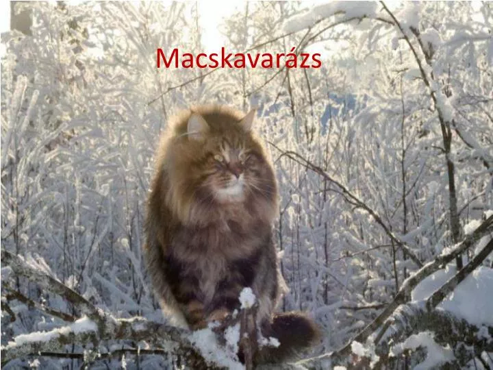 macskavar zs