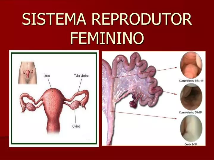 sistema reprodutor feminino