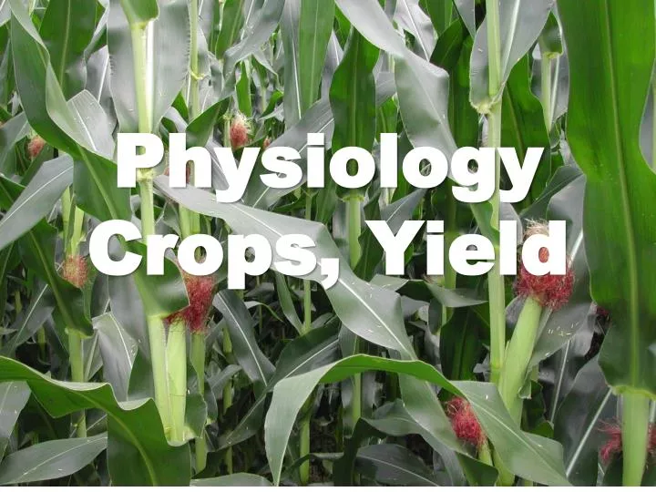 physiology crops yield