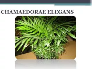 chamaedorae elegans