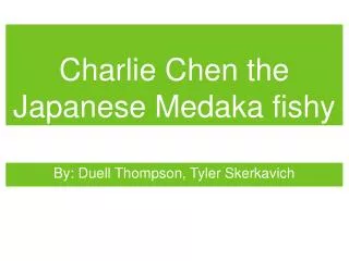 Charlie Chen the Japanese Medaka fishy