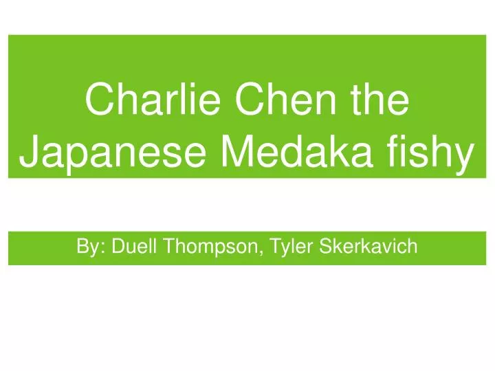 charlie chen the japanese medaka fishy