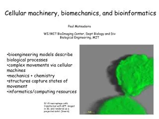 Paul Matsudaira WI/MIT BioImaging Center, Dept Biology and Div Biological Engineering, MIT