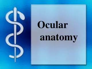 Ocular anatomy