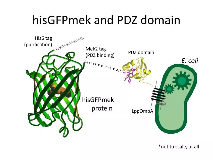hisgfpmek and pdz domain