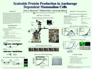 Scaleable Protein Production in Anchorage Dependent Mammalian Cells